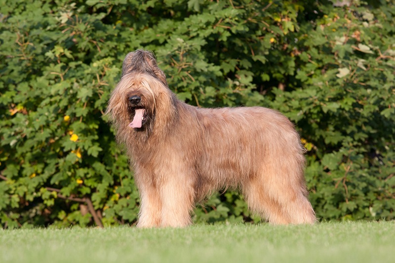 Le chien Briard est une race ancienne et noble, originaire de France.