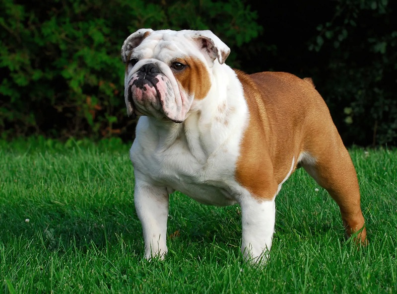 Le chien Bulldog trouve son origine en Grande-Bretagne, où il était utilisé au Moyen Âge pour le combat contre les taureaux (bullbaiting).