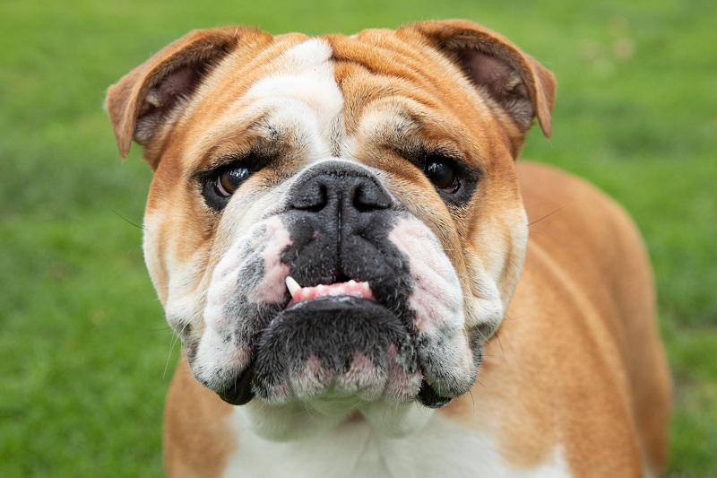 Le chien Bulldog trouve son origine en Grande-Bretagne, où il était utilisé au Moyen Âge pour le combat contre les taureaux (bullbaiting).