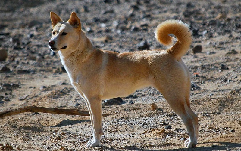 Le chien Canaan Dog est une race de chien originaire de la région du Levant, qui englobe la Palestine, Israël, la Jordanie, le Liban et la péninsule du Sinaï.
