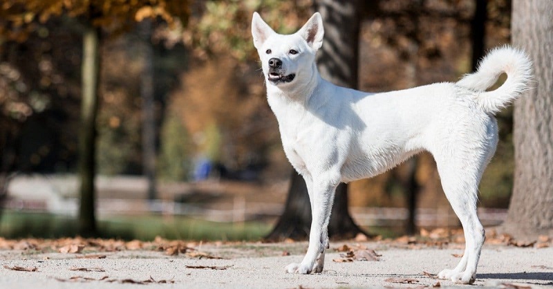 Le chien Canaan Dog est une race de chien originaire de la région du Levant, qui englobe la Palestine, Israël, la Jordanie, le Liban et la péninsule du Sinaï.