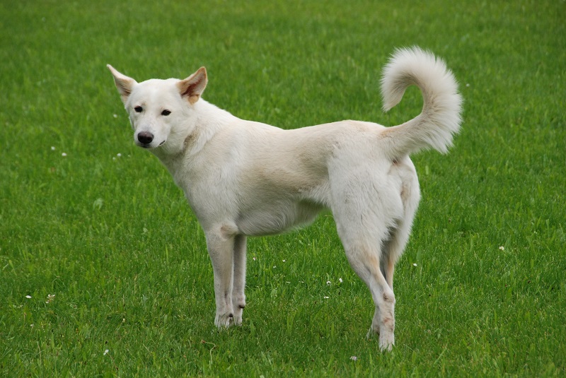 Le chien Canaan Dog est une race de chien originaire de la région du Levant, qui englobe la Palestine, Israël, la Jordanie, le Liban et la péninsule du Sinaï.