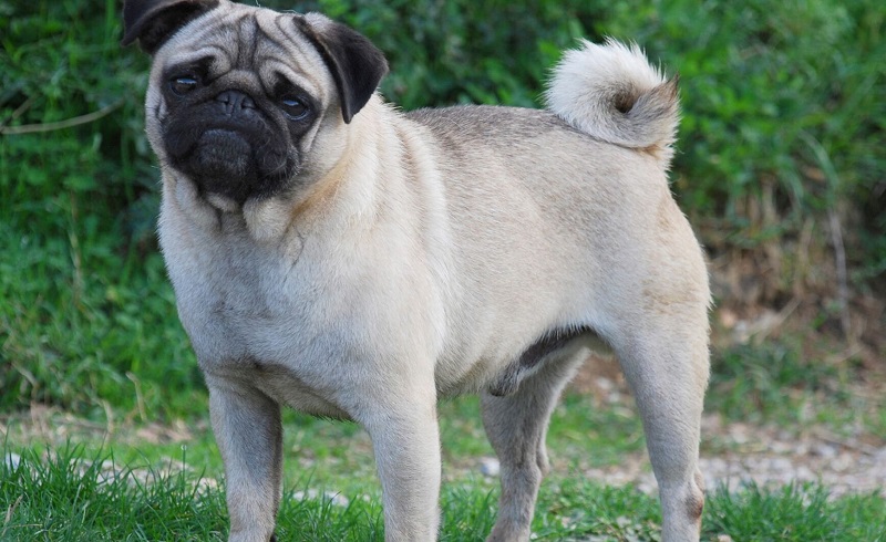 Le chien Carlin est une race de chien très ancienne, qui vient de Chine et qui a été introduite en Europe au 17e siècle.