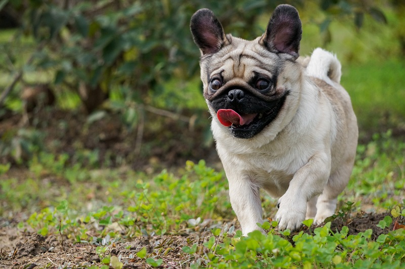 Le chien Carlin est une race de chien très ancienne, qui vient de Chine et qui a été introduite en Europe au 17e siècle.
