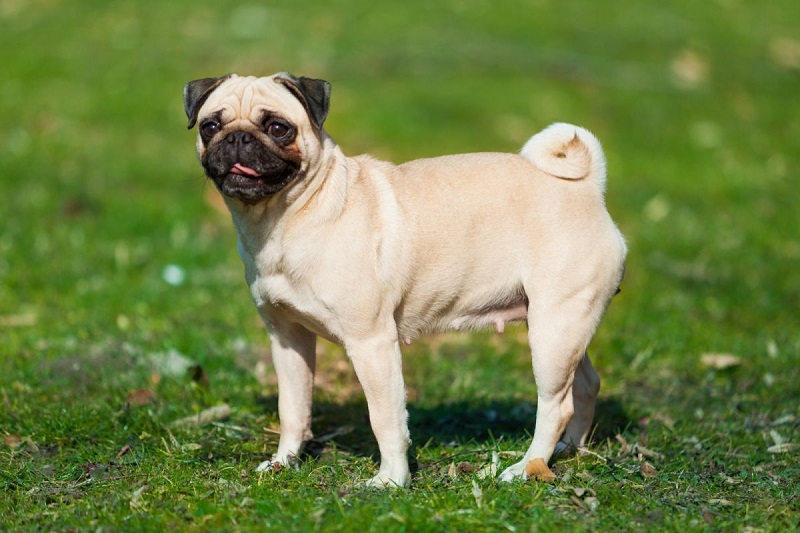 Le chien Carlin est une race de chien très ancienne, qui vient de Chine et qui a été introduite en Europe au 17e siècle.
