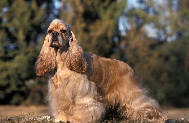 Le chien Cocker Américain est une race qui descend du Cocker Anglais, mais qui a été développée aux Etats-Unis à partir de la fin du 19ème siècle.