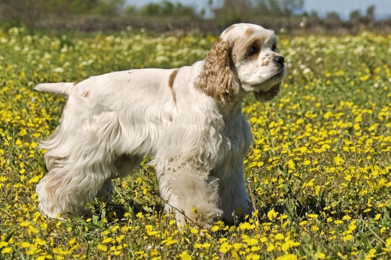 Le chien Cocker Américain est une race qui descend du Cocker Anglais, mais qui a été développée aux Etats-Unis à partir de la fin du 19ème siècle.