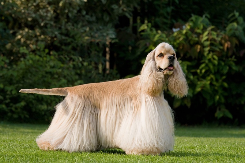 Le chien Cocker Américain est une race qui descend du Cocker Anglais, mais qui a été développée aux Etats-Unis à partir de la fin du 19ème siècle.