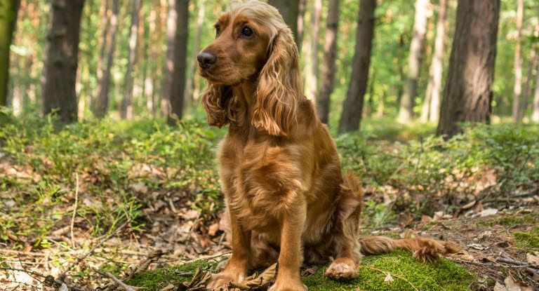 Le chien Cocker Spaniel est une race de chien originaire d’Angleterre, où il était utilisé comme chien de chasse, notamment pour lever les bécasses.