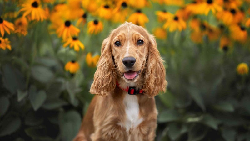 Le chien Cocker Spaniel est une race de chien originaire d’Angleterre, où il était utilisé comme chien de chasse, notamment pour lever les bécasses.