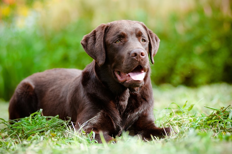 Le chien Labrador est une race de chien originaire du Royaume-Uni, plus précisément de la région du Labrador, au Canada.