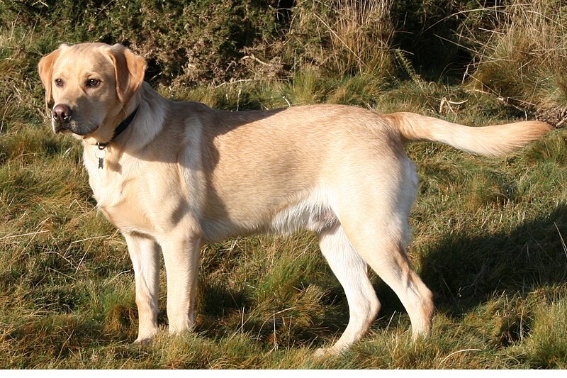 Le chien Labrador est une race de chien originaire du Royaume-Uni, plus précisément de la région du Labrador, au Canada.