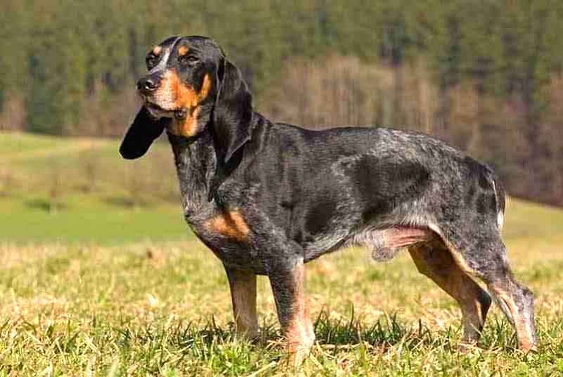 Le chien Lucernois est l’une des quatre variétés de chiens courants suisses, qui descendent des chiens de chasse importés par les légionnaires romains il y a plus de 2000 ans.