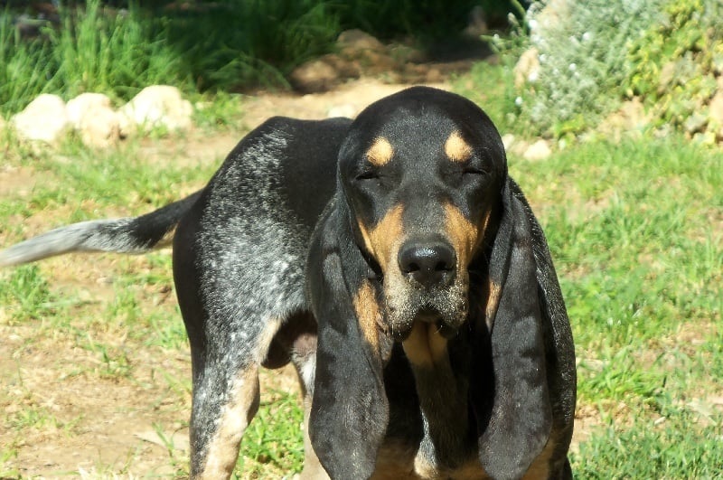 Le chien Lucernois est l’une des quatre variétés de chiens courants suisses, qui descendent des chiens de chasse importés par les légionnaires romains il y a plus de 2000 ans.