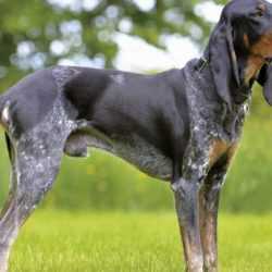 Le chien Lucernois est l’une des quatre variétés de chiens courants suisses, qui descendent des chiens de chasse importés par les légionnaires romains il y a plus de 2000 ans.