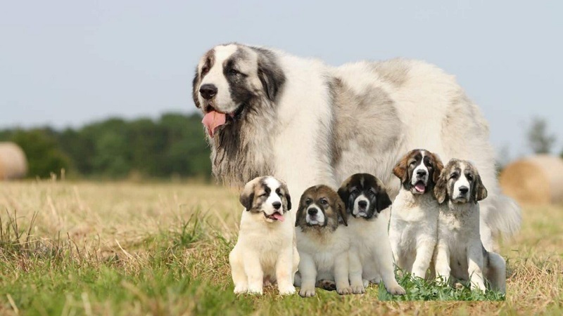Le chien Matin des Pyrénées est une race de chien originaire des Pyrénées, à la frontière entre la France et l’Espagne.