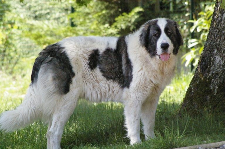 Le chien Matin des Pyrénées est une race de chien originaire des Pyrénées, à la frontière entre la France et l’Espagne.