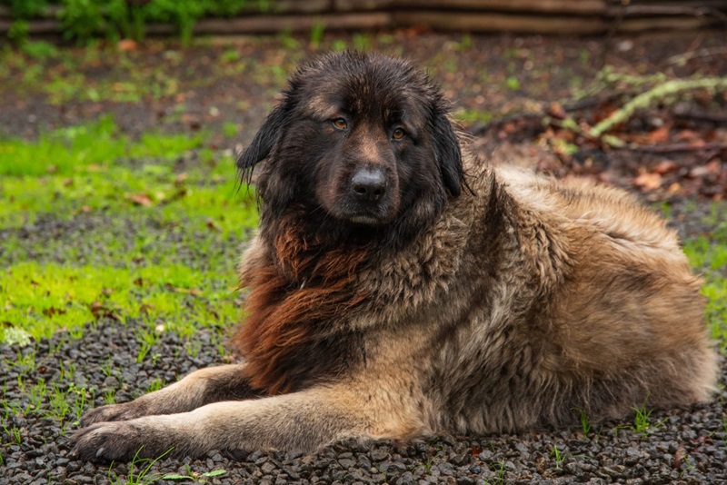 Le chien Montagne Portugais Estrela est établi dans la région de la Serra da Estrela depuis des époques très lointaines.