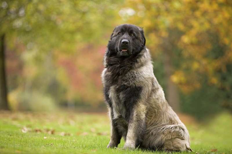 Le chien Montagne Portugais Estrela est établi dans la région de la Serra da Estrela depuis des époques très lointaines.
