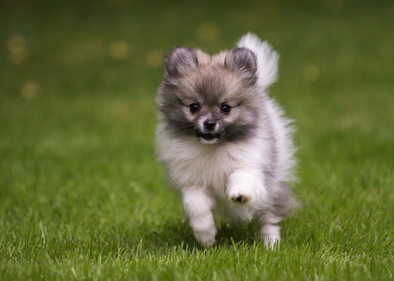 Le chien Spitz est une famille de chiens qui se caractérise par une fourrure longue et épaisse, un museau pointu, des oreilles triangulaires dressées et une queue enroulée.