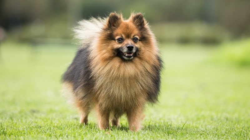 Le chien Spitz est une famille de chiens qui se caractérise par une fourrure longue et épaisse, un museau pointu, des oreilles triangulaires dressées et une queue enroulée.