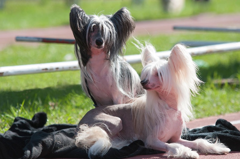 Le chien chinois est un terme générique qui désigne plusieurs races de chiens originaires de Chine.