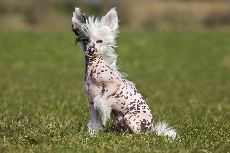 Le chien chinois est un terme générique qui désigne plusieurs races de chiens originaires de Chine.