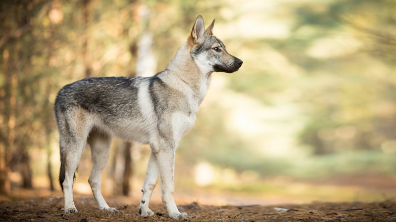 Le chien loup tchécoslovaque est une race qui a été créée en 1955 par le croisement entre un berger allemand et une louve des Carpates.