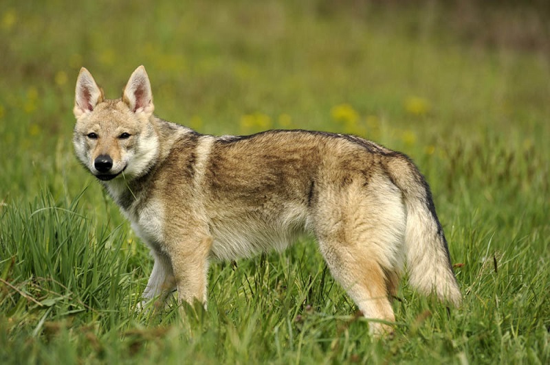 Le chien loup tchécoslovaque est une race qui a été créée en 1955 par le croisement entre un berger allemand et une louve des Carpates.