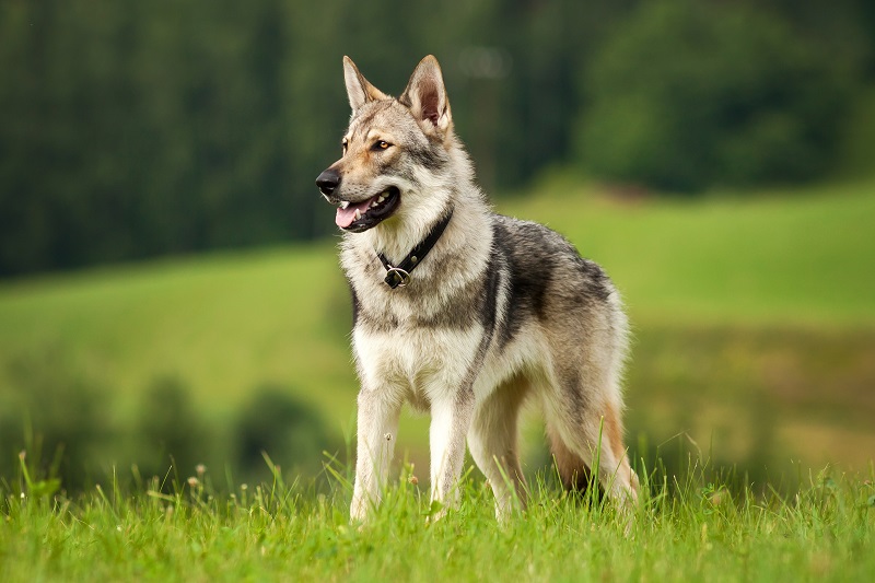 Le chien loup tchécoslovaque est une race qui a été créée en 1955 par le croisement entre un berger allemand et une louve des Carpates.