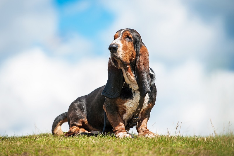 Le terme “basset” désigne un type de chien à pattes courtes et au corps allongé, utilisé pour la chasse à tir ou à courre.