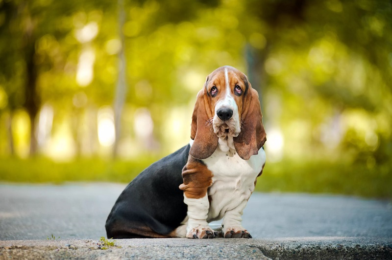 Le terme “basset” désigne un type de chien à pattes courtes et au corps allongé, utilisé pour la chasse à tir ou à courre.