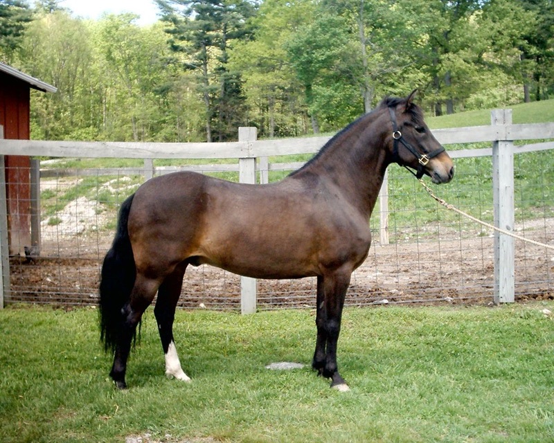 Le terme « hongre » signifie à l’origine « hongrois » et désigne un cheval castré.