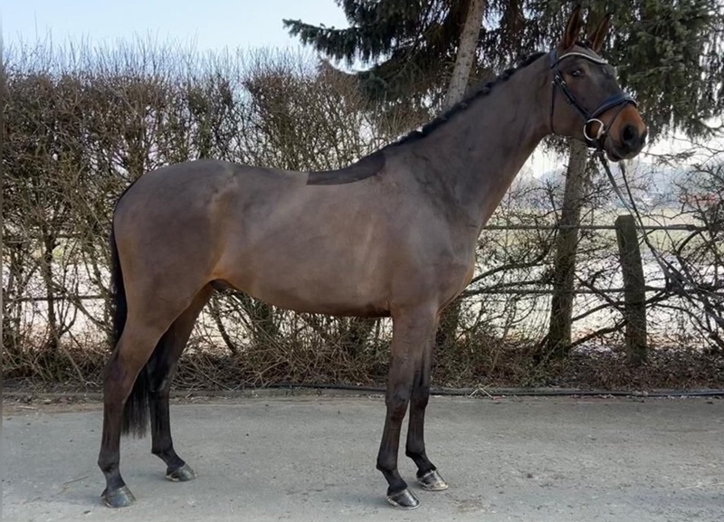 Le terme « hongre » signifie à l’origine « hongrois » et désigne un cheval castré.