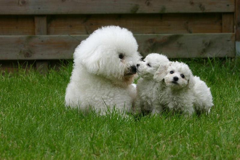 Les bichons sont des chiens d’agrément et de compagnie, qui s’adaptent bien à la vie en appartement ou en maison.