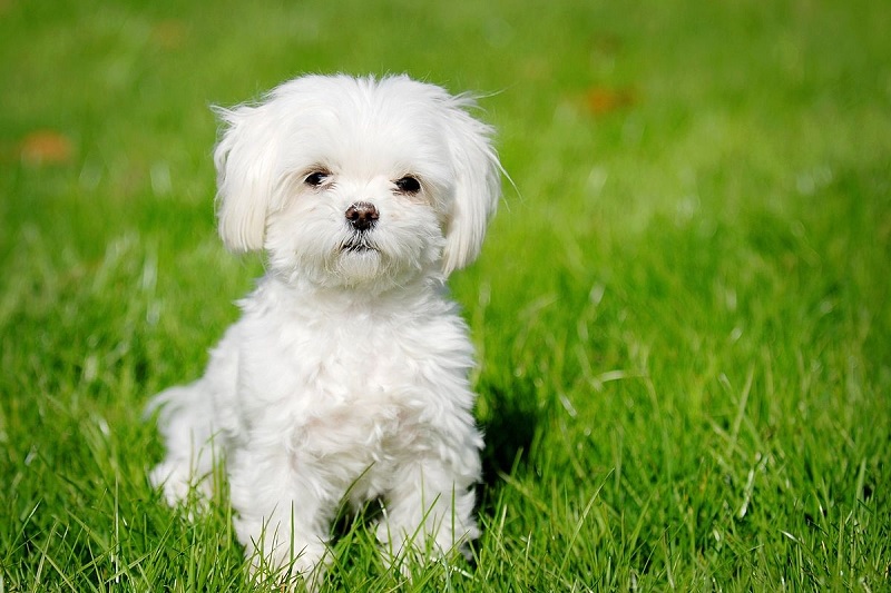Les bichons sont des chiens d’agrément et de compagnie, qui s’adaptent bien à la vie en appartement ou en maison.