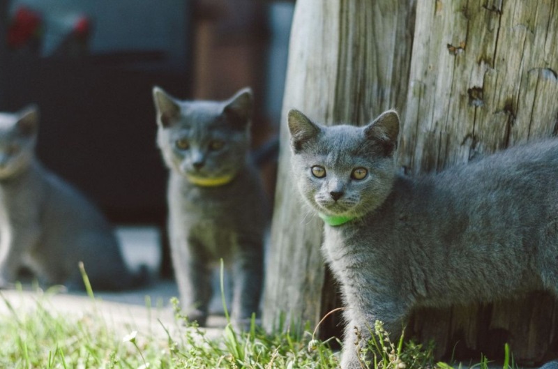 NIXON DE LA FOREZIE mâle de race Chartreux propose saillie.