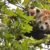 Un de ses pensionnaires, un panda roux nommé Shanti, a profité d’une brèche dans son enclos causée par la chute d’un arbre pour s’échapper.