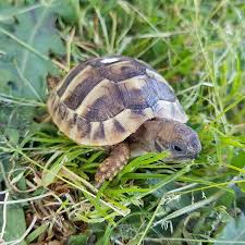 A réserver tortues Hermann juvéniles de un an et demi.