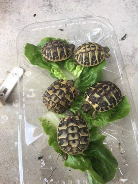 Superbes Tortues terrestres Hermann Testudo Hermanni Hermanni (7 Mâles et 9 Femelles) âgées de 5 ans presque 12 Cm-15Cm de taille, avec Citespapiers EU.