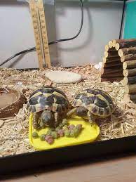 Superbes Tortues terrestres Hermann Testudo Hermanni Hermanni