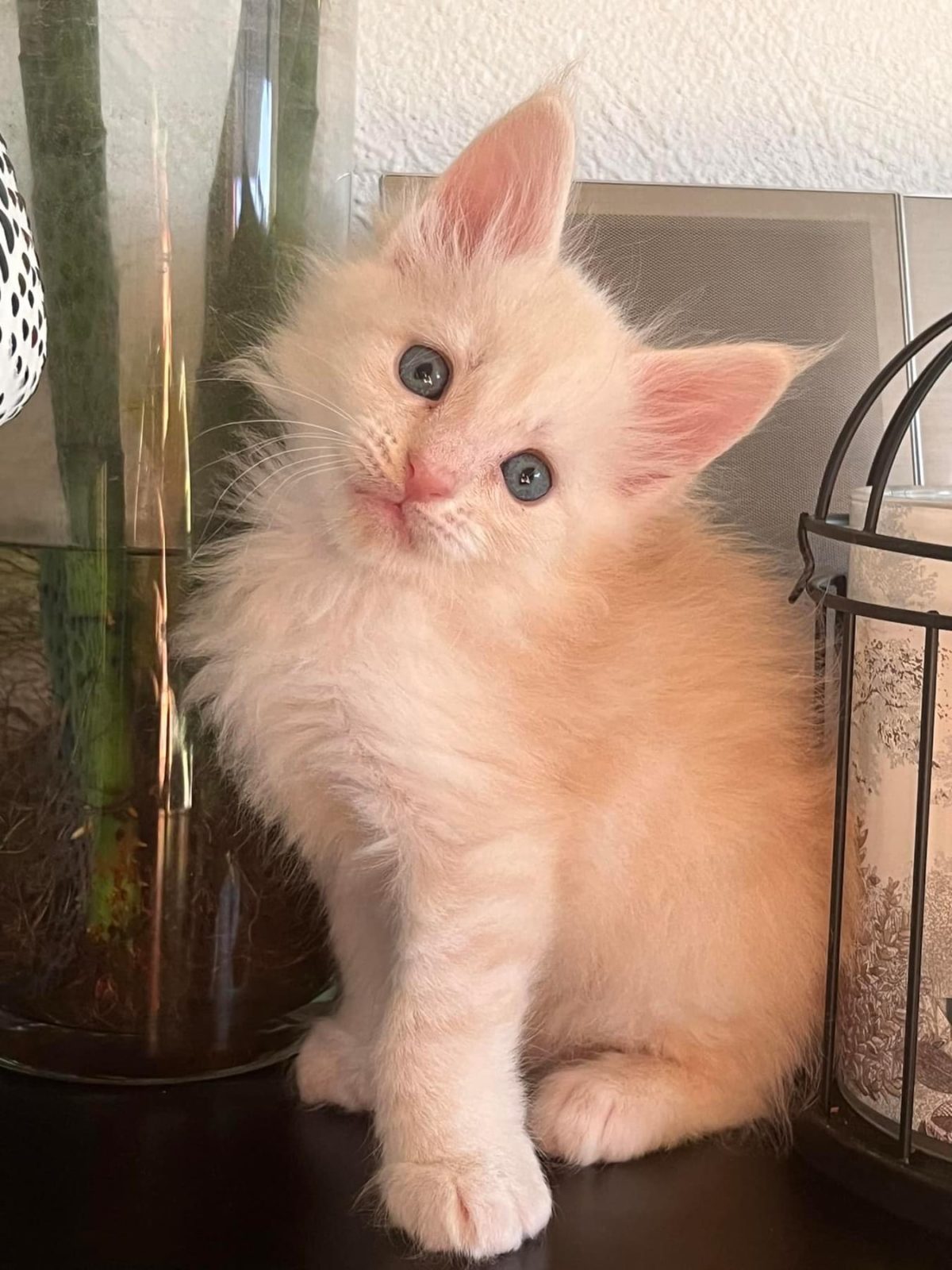 Disponible à la réservation, chaton Maine coon mâle né le 15/11/2023 inscrit au Loof d’une portée de 3 chatons.