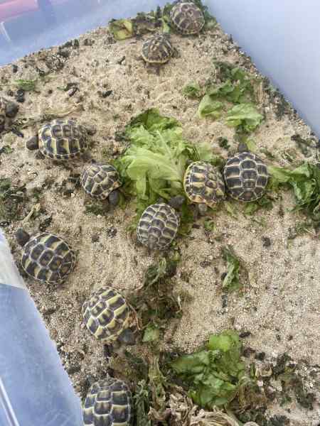 Superbes Tortues terrestres Hermann Testudo Hermanni Hermanni (7 Mâles et 9 Femelles) âgées de 5 ans presque 12 Cm-15Cm de taille, avec Citespapiers EU.