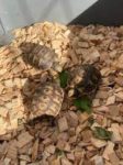 Superbes Tortues terrestres Hermann Testudo Hermanni Hermanni