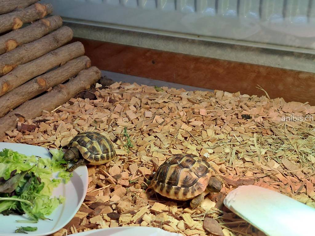 Superbes Tortues terrestres Hermann Testudo Hermanni Hermanni