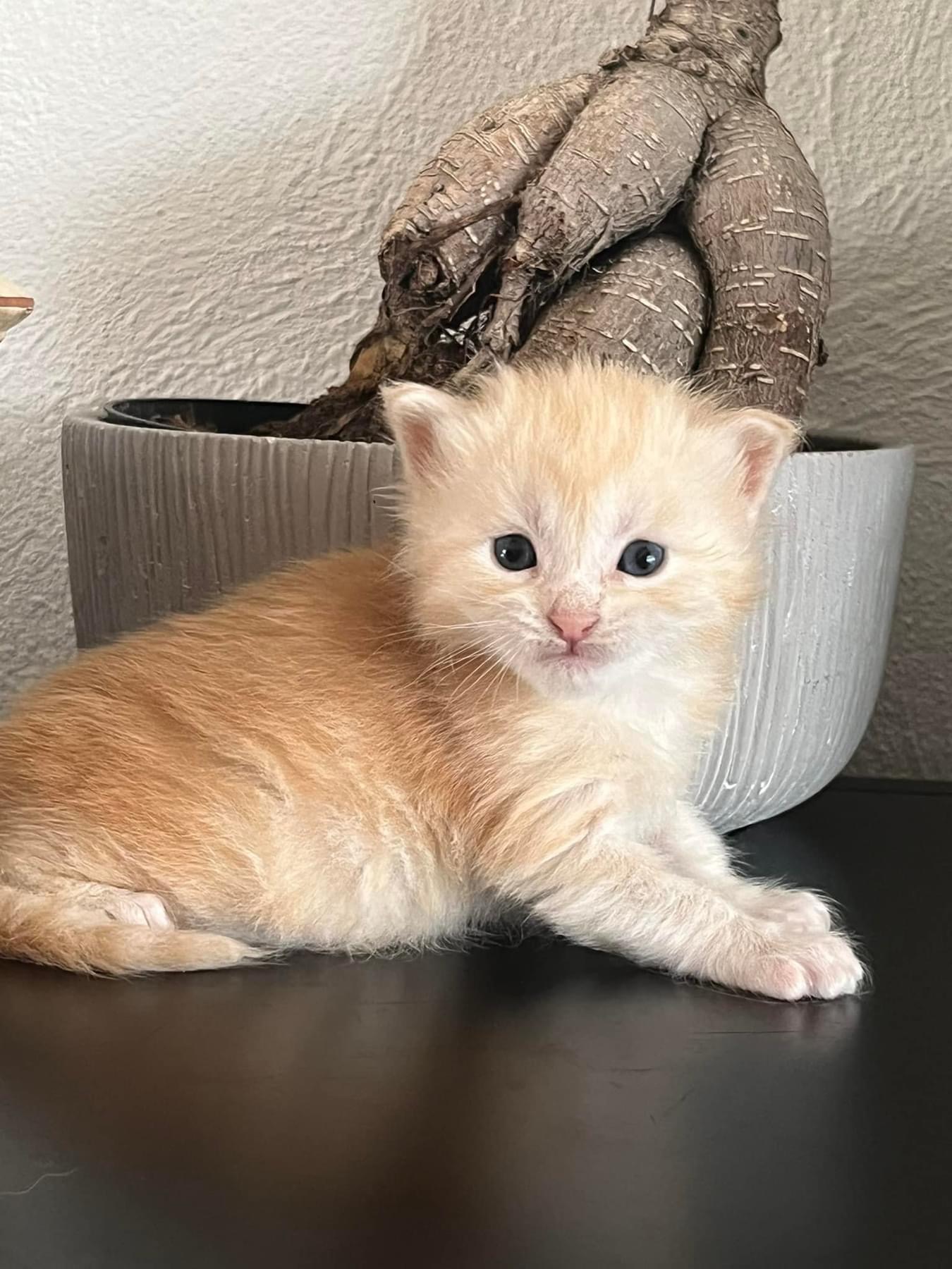 A réserver adorable chatons Maine coon mâles nés le 15/11/2023 inscrits au Loof d’une portée de 3 chatons. Ils sont tous les 3 de couleur red silver blotched tabby. 