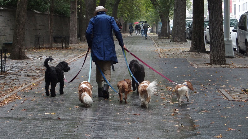 Depuis la pandémie de Covid-19, les New-Yorkais ont adopté de plus en plus de compagnons à quatre pattes, pour rompre la solitude du télétravail ou profiter des espaces extérieurs.