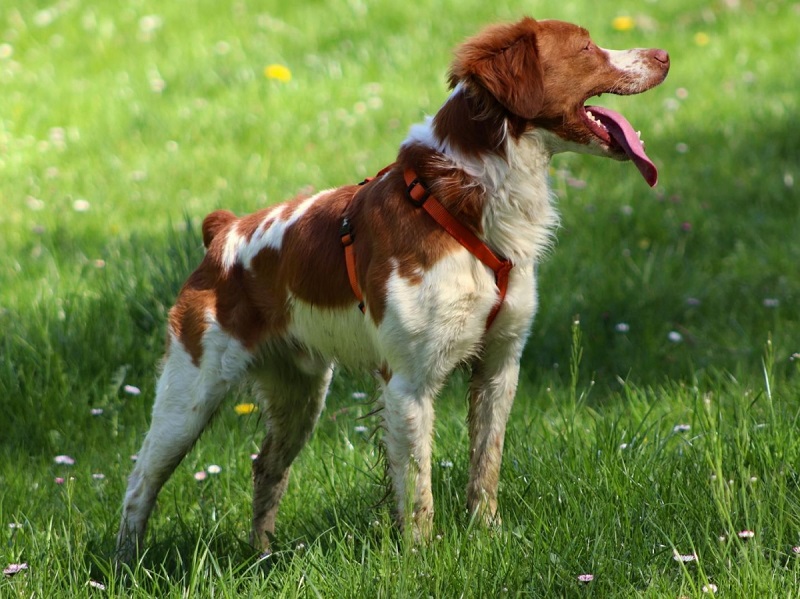L’Epagneul Breton est une race de chien française, originaire de Bretagne.