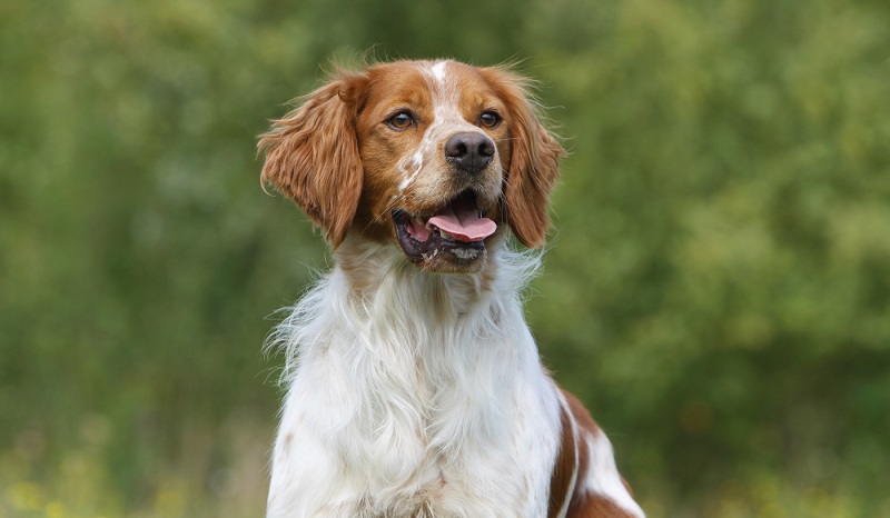 L’Epagneul Breton est une race de chien française, originaire de Bretagne.
