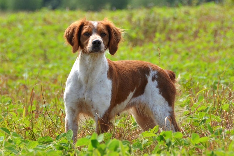 L’Epagneul Breton est une race de chien française, originaire de Bretagne.